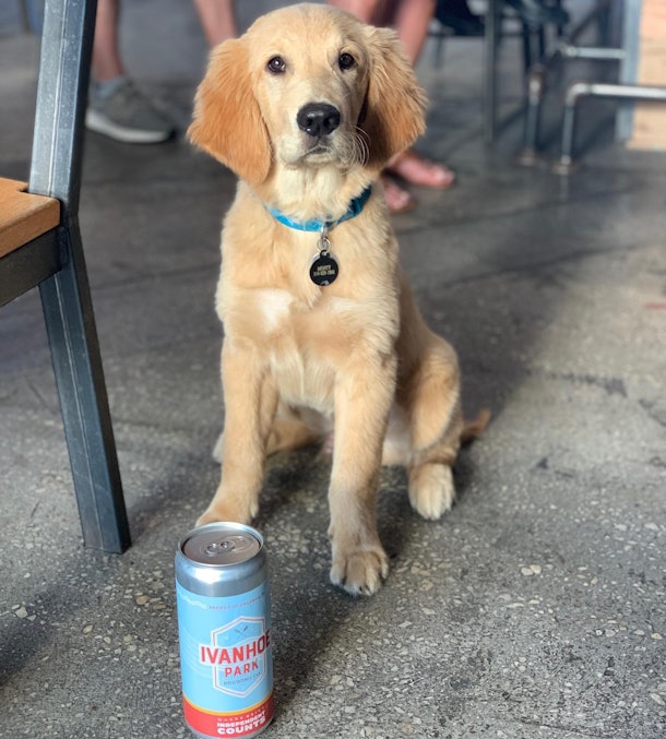Here Are 10 Breweries That Allow Dogs So You Can Enjoy