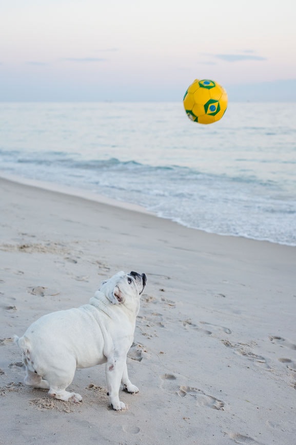 28 Instagram Captions For Beach Pics With Your Dog & Memories That'll