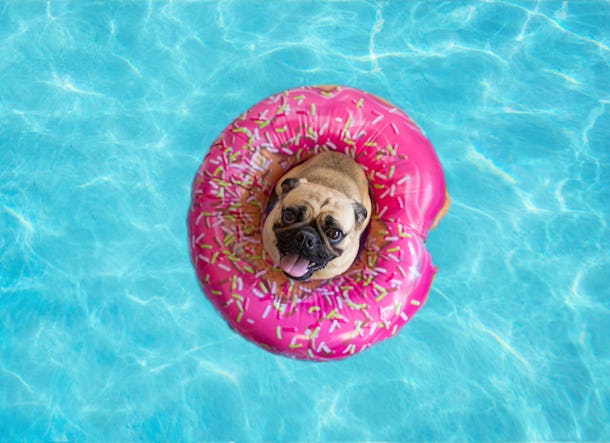 40 Captions For Your Dog On Pool Floats, Because They're Living Their ...