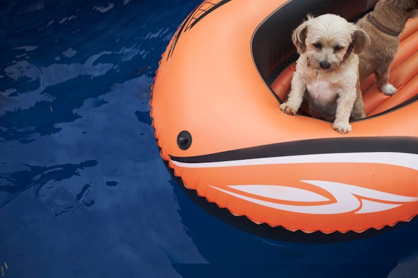 dog water float