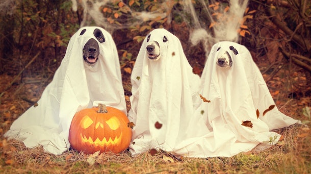 14 Halloween Zoom Backgrounds To Take Your Virtual Parties To The Next Level
