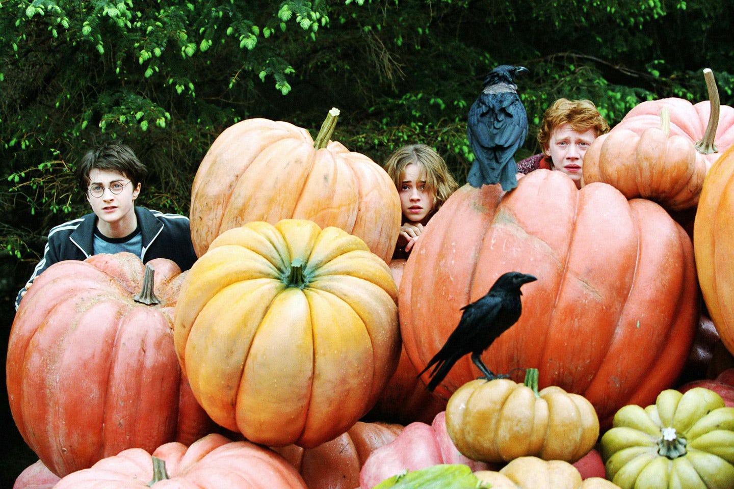 These Pumpkin Zoom Backgrounds Will Make Your Next Video Call Fall AF ...