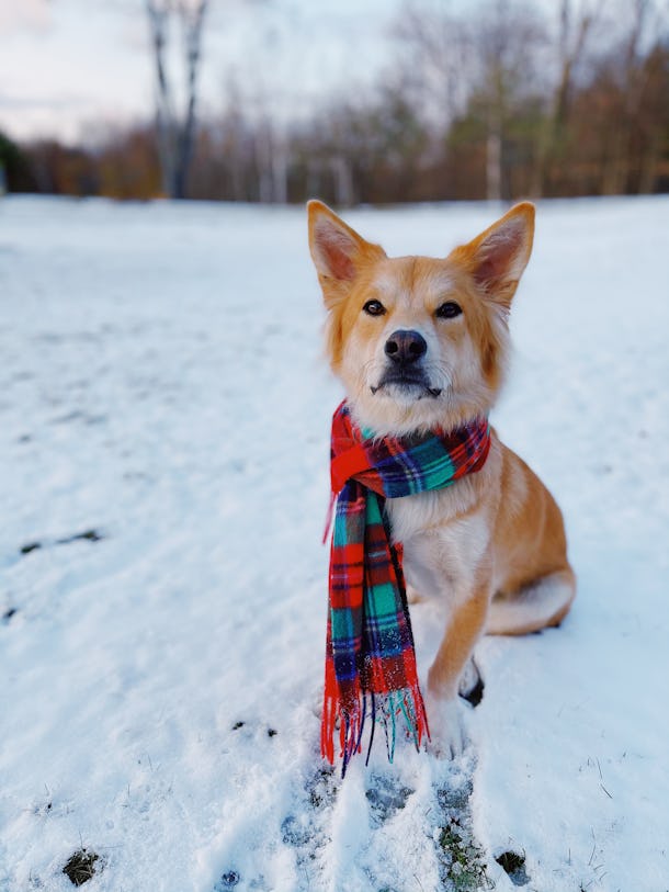 These IPhone Dog Photo Tips From The Dogist Will Help You Take Perfect These IPhone Dog Photo Tips From The Dogist Will Help You Take Perfect