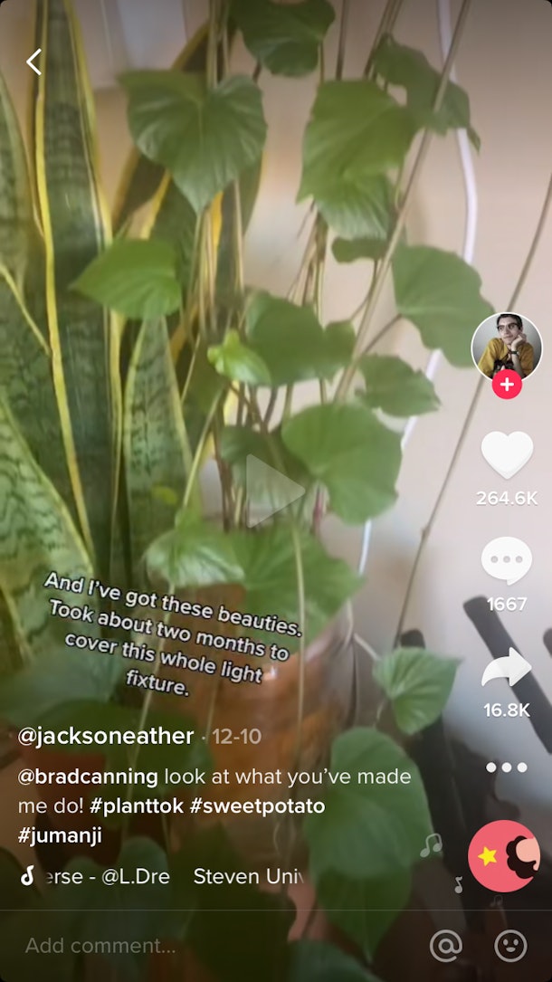 10 Plant Hacks On TikTok That Ought to have A Eco-friendly Thumbs Up