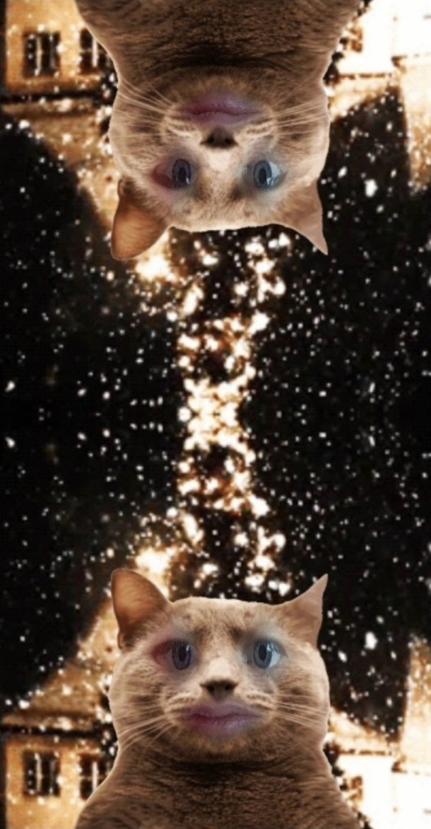 The 7 Best Cat Face Filters On Snapchat To Channel Your Inner Feline