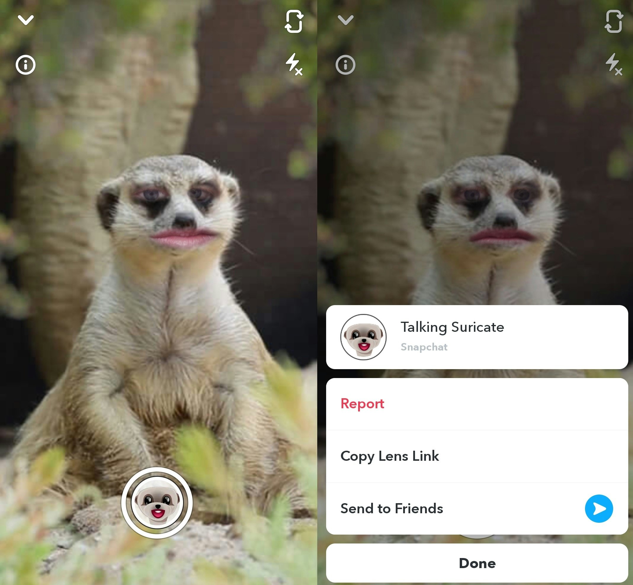 animal zoom filters