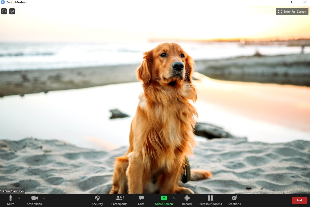 These 21 Dog Zoom Backgrounds Will Upgrade Your Calls With Some Puppy Love
