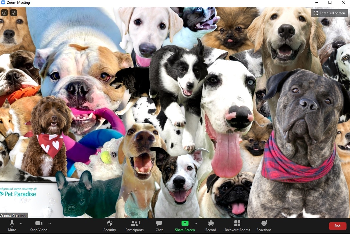 Dog Virtual Backgrounds For Zoom