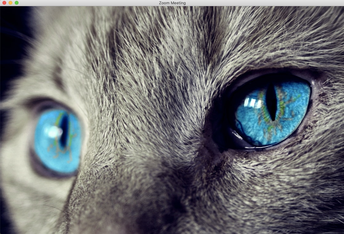 16 Cat Zoom Backgrounds That Are Purrfect For Your Next Video Chat Showcelnews Com
