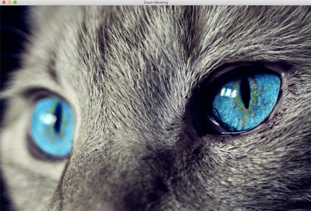 16 Cat Zoom Backgrounds That Are Purrfect For Your Next Video Chat