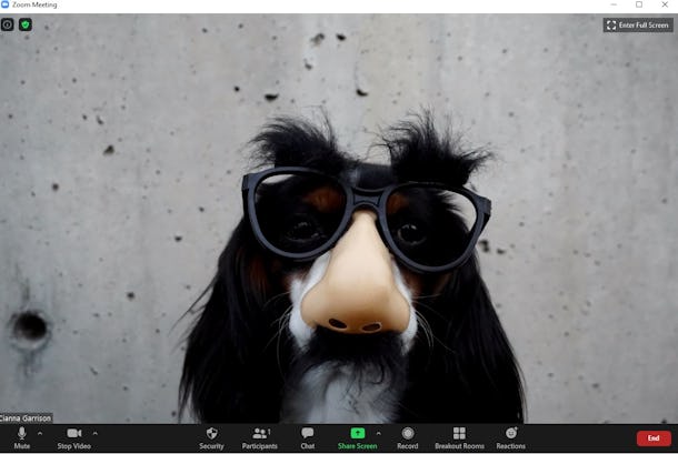 These 16 Funny Zoom Backgrounds Include Some Hilarious Dog Photos