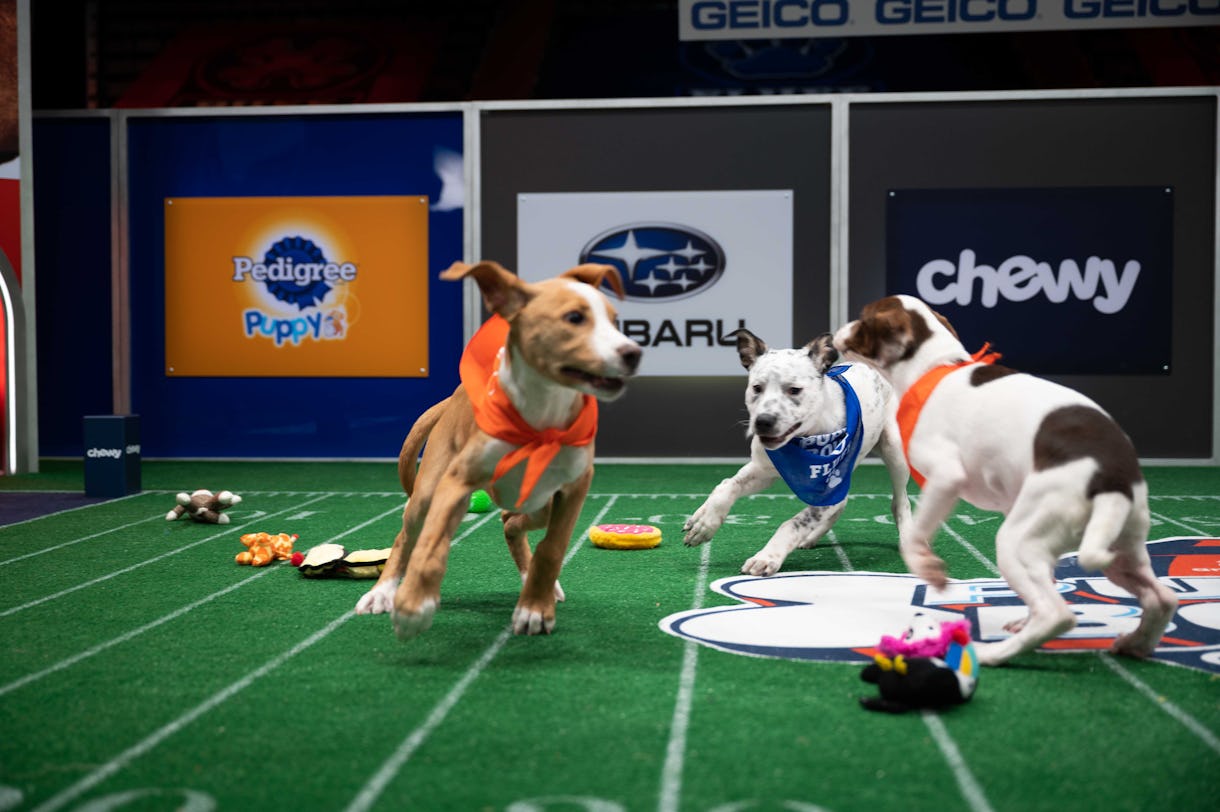 When Is The 2021 Puppy Bowl? The Cutest Pup-Filled Game Will Follow