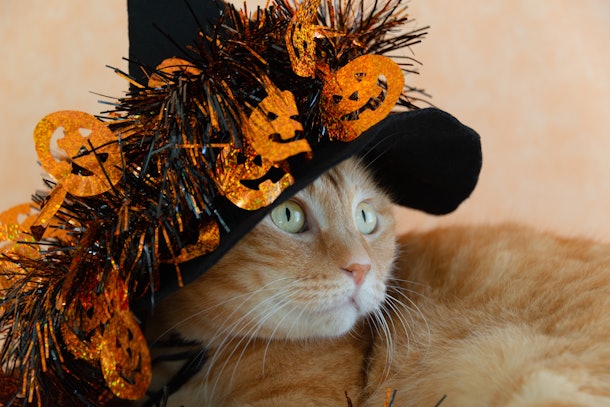 34 Captions For Your Cat's Costume That Are Spooky & So Adorable